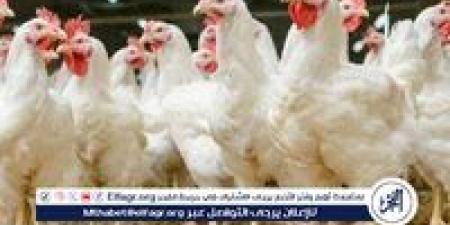 بورصة
      الدواجن..
      أسعار
      الفراخ
      البيضاء
      اليوم
      الاحد
      22-6-2025
      في
      قنا