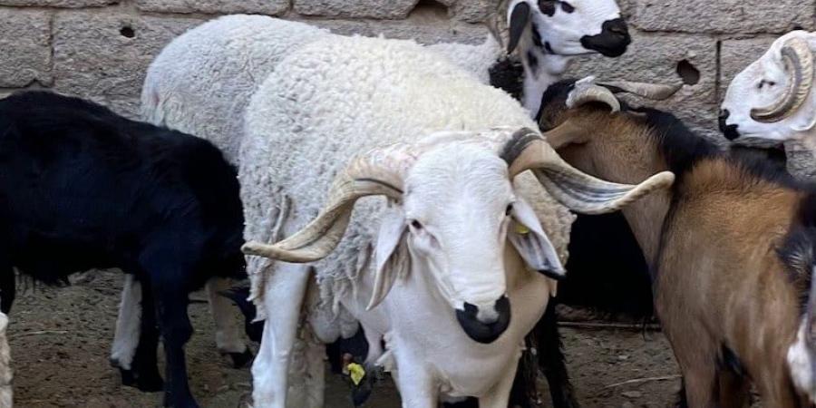 المغرب
      يجري
      "الإحصاء
      الثاني"
      للماشية
      ويراهن
      على
      شفافية
      دعم
      "الكساب"