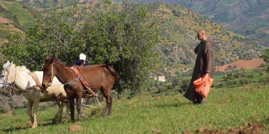 بدون
      عنوان:
      القنب
      الهندي
      المغربي..
      من
      الحقول
      التقليدية
      إلى
      رفوف
      الصيدليات