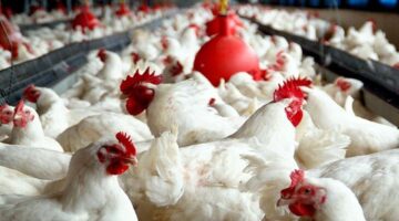 خريطة الاسعار في المحافظات.. أسعار الدواجن اليوم الأربعاء 16-4-2025 في مصر وفقا لاخر تحديث