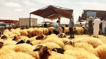البزولوف والعصبان على مائدة الجزائريون”.. ماهو موعد العيد الاضحي في الجزائر؟ وأهم الفعاليات المتبعة 