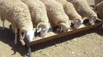 “الأغواط” إعلان اجراءات بيع الاضاحي بدون وساطة للمواطنين بداية من الغد لضمان نزاهة البيع والسعر الموحد
